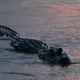An alligator floats at dusk.